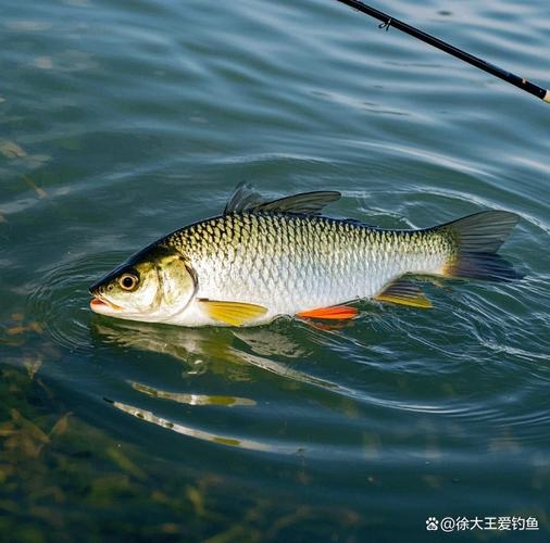 什么天氣最適合釣魚_小雨天釣魚技巧_春天釣魚最佳天氣