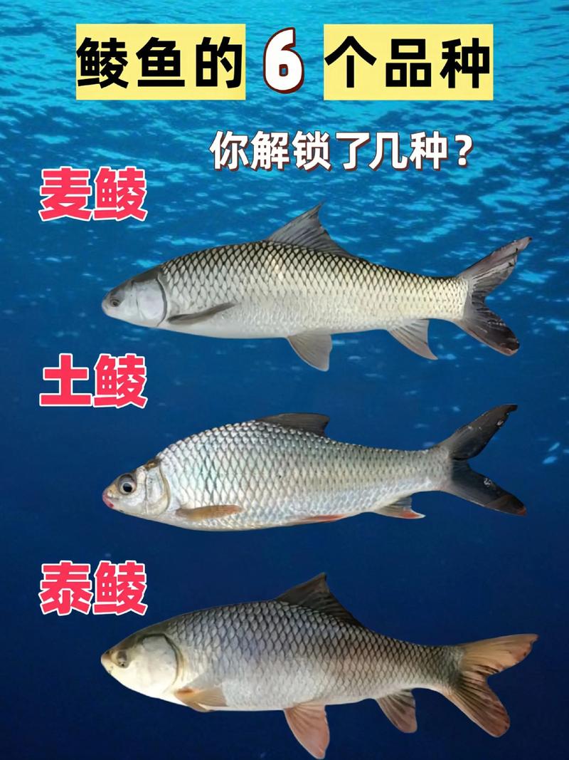 野釣鯪魚_鯪魚遛魚手感_釣鯪魚技巧