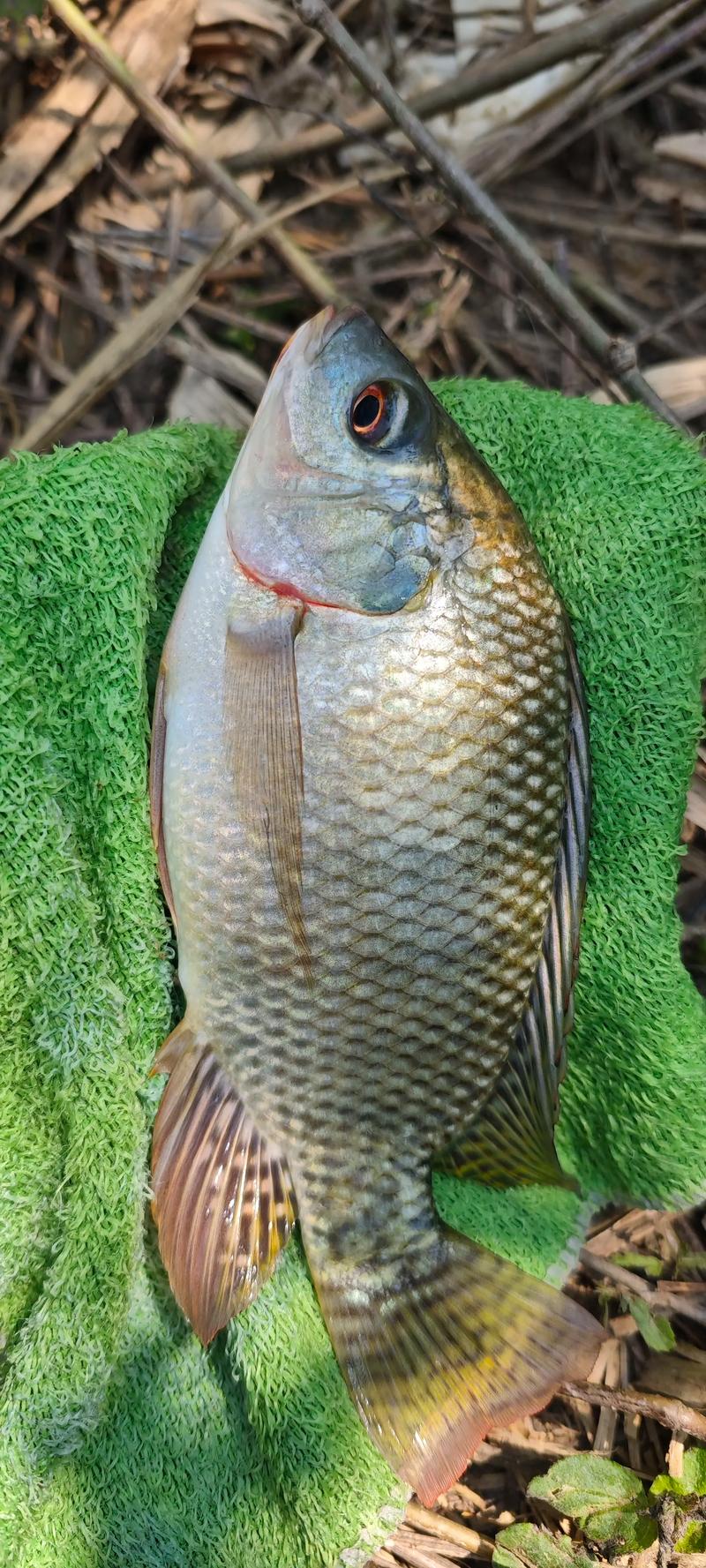 林口縣水庫_林口水庫釣魚收費不_林山釣魚場