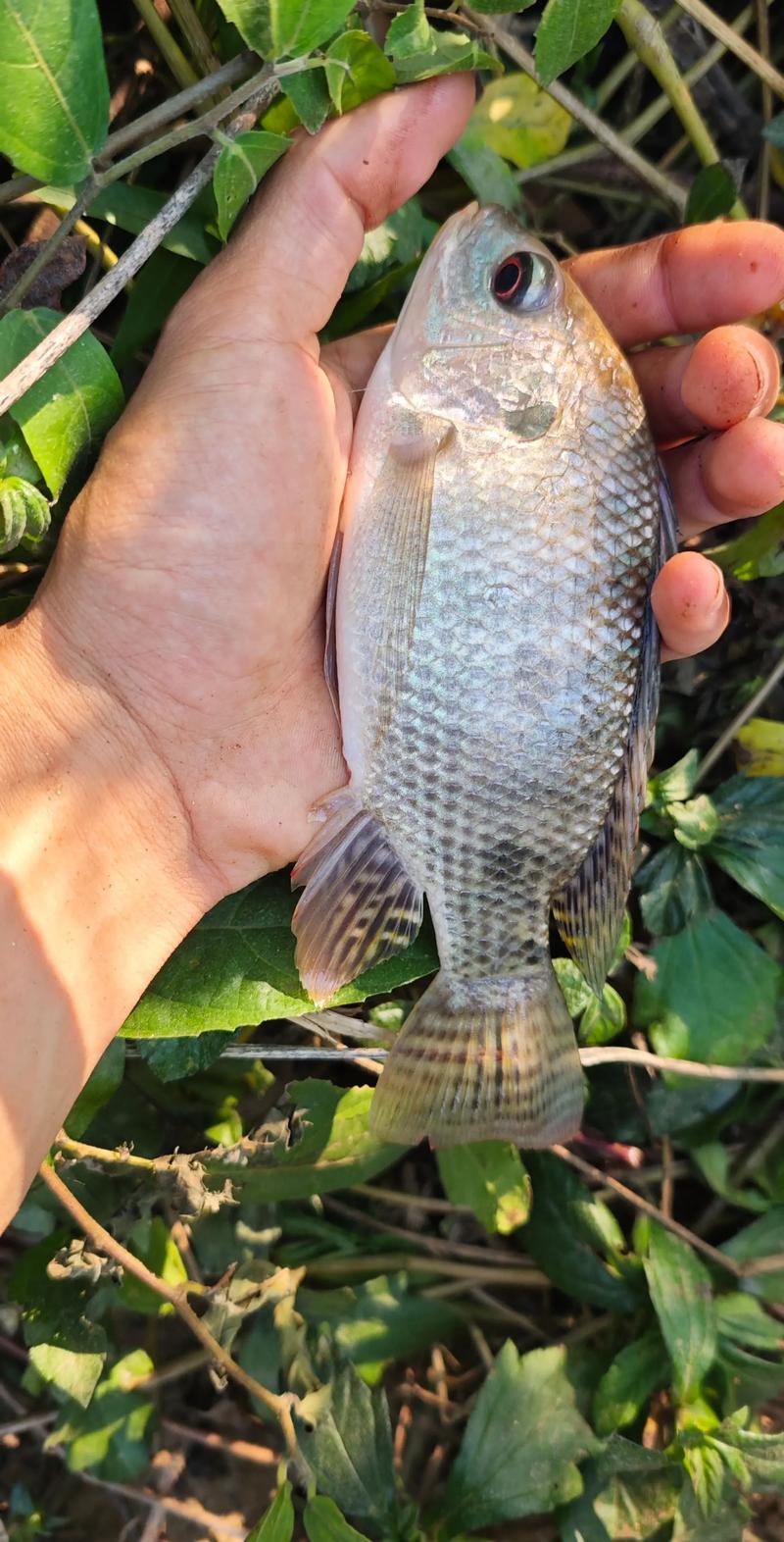 林山釣魚場_林口縣水庫_林口水庫釣魚收費不