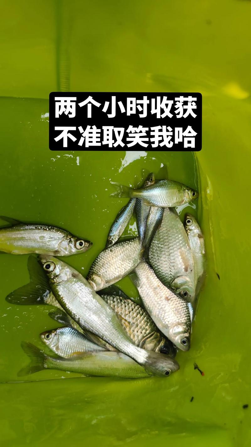 為什么釣不到大魚？并不是沒有魚而是被忽悠了_釣大魚技巧_野釣釣大魚方法
