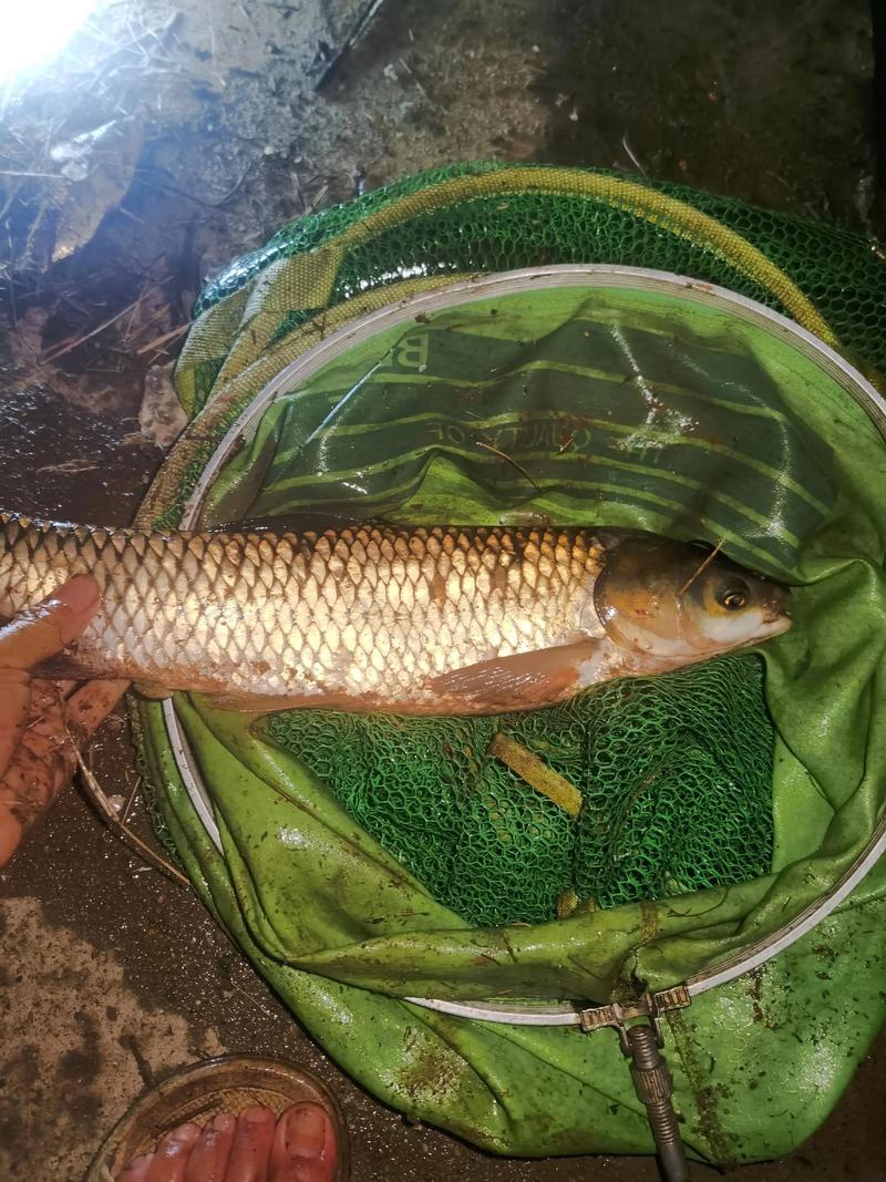 為什么餌料釣草魚釣不到?_玉米釣草魚技巧_草魚天然餌料
