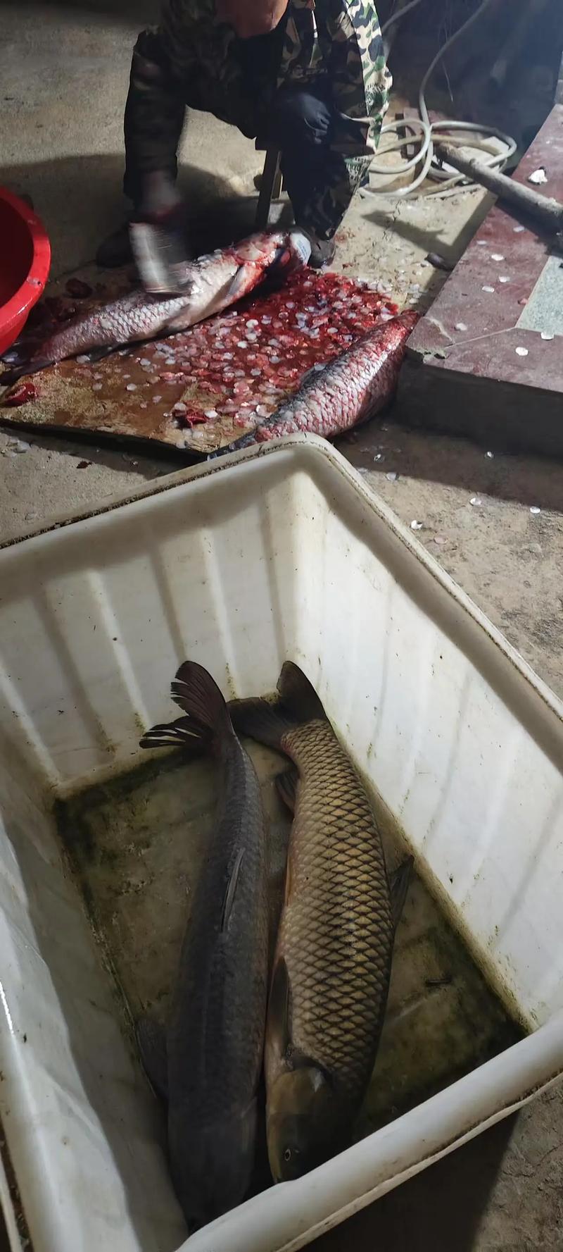 魚的視頻大全_魚視頻視頻可愛超萌_魚視頻大全集