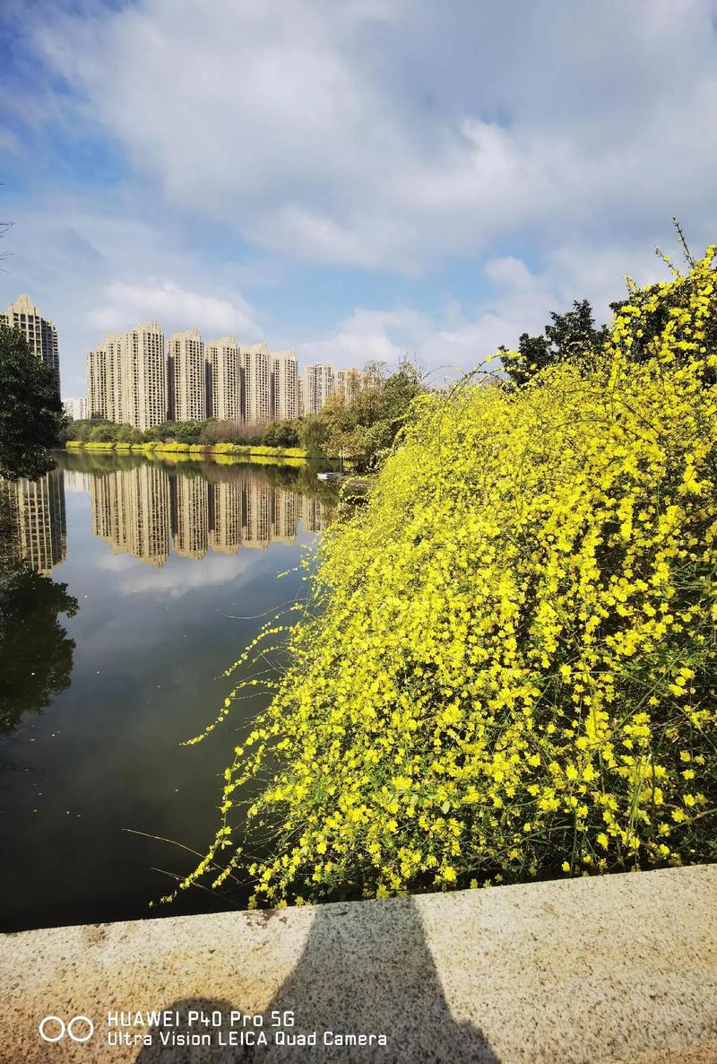 華陽南湖公園_華陽府河兩岸休閑漫步_成都南湖生態公園春花開放
