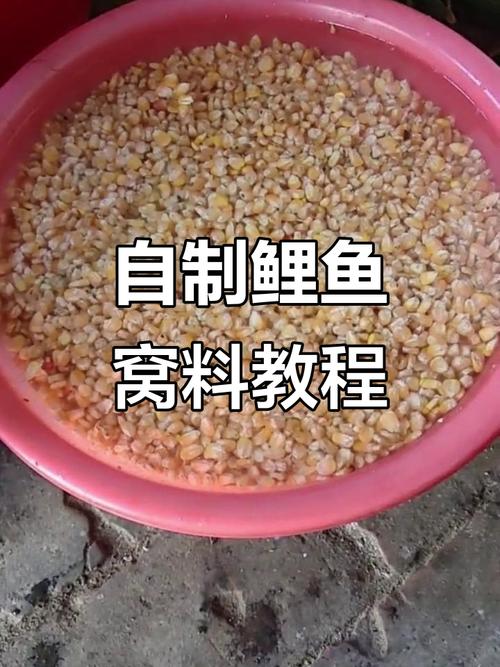 水庫用玉米釣魚技巧_玉米釣鯉魚_玉米釣鯽魚