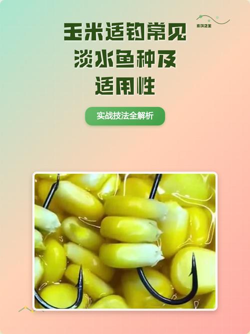 水庫用玉米釣魚技巧_玉米釣鯽魚_玉米釣鯉魚