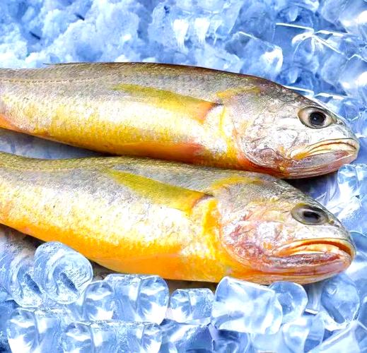 黃唇魚_黃唇魚長什么樣_黃唇魚人工繁殖 惠州惠東 黃唇魚保護