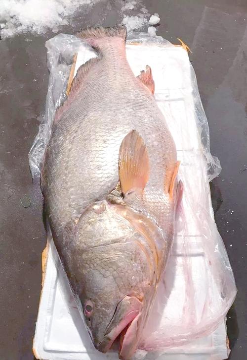 黃唇魚_黃唇魚長什么樣_黃唇魚人工繁殖 惠州惠東 黃唇魚保護