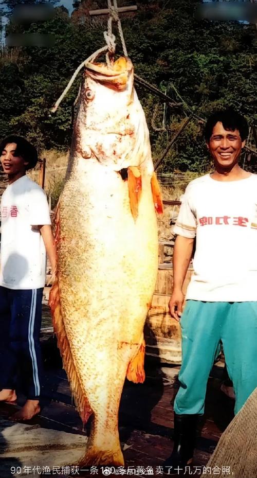 黃唇魚 別名金錢鳘 中國特有魚種 國家二級保護水生動物_黃唇魚-好釣魚