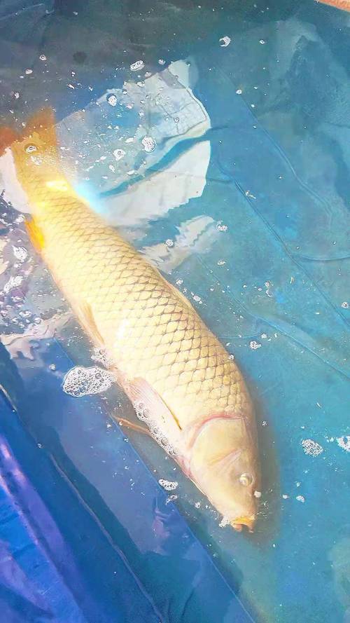 黃河鯉魚的外部特征_黃河大鯉魚養殖方法_黃河大鯉魚正宗做法