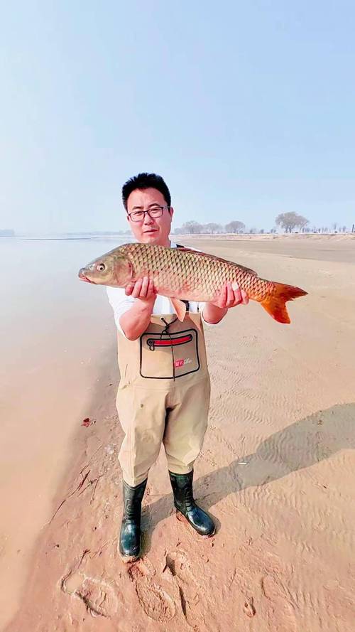 黃河大鯉魚養殖方法_黃河大鯉魚正宗做法_黃河鯉魚的外部特征