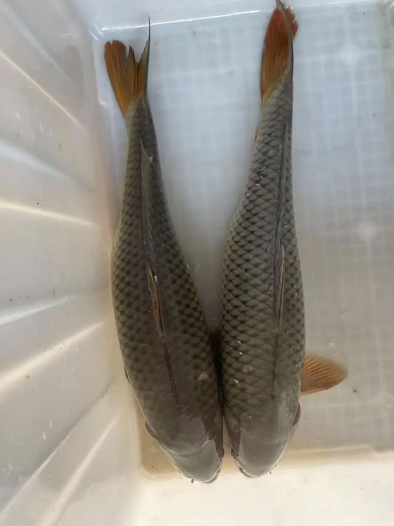 黃河鯉魚產地優勢_黃河鯉魚的外部特征_新鄉黃河鯉魚養殖