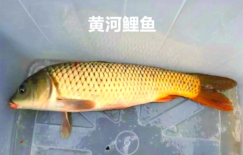 黃河鯉魚的外部特征_新鄉黃河鯉魚養殖_黃河鯉魚產地優勢