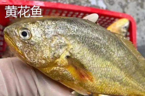 黃唇魚經濟價值_黃唇魚_黃唇魚長什么樣_膠南黃唇魚