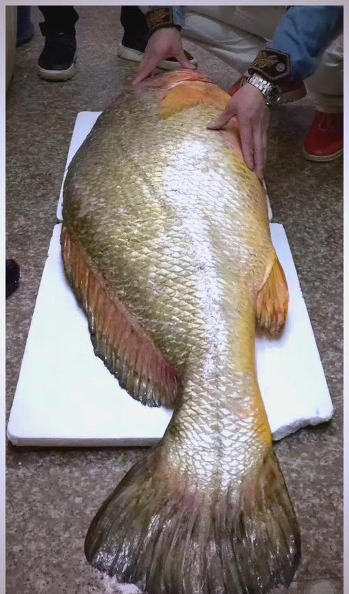 膠南黃唇魚_黃唇魚經濟價值_黃唇魚_黃唇魚長什么樣