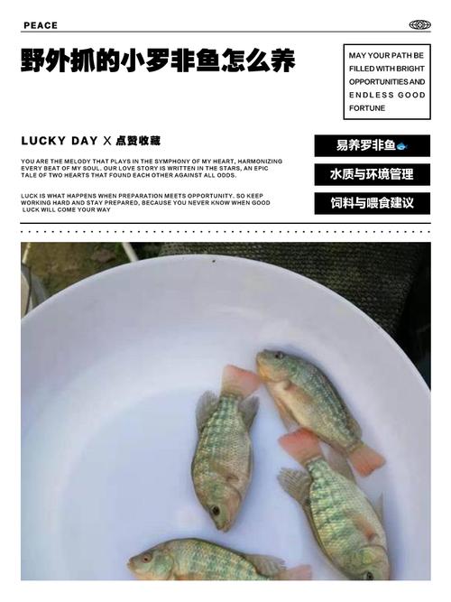 羅非魚釣具搭配_羅非魚生活習性_野釣羅非魚凍餌加什么