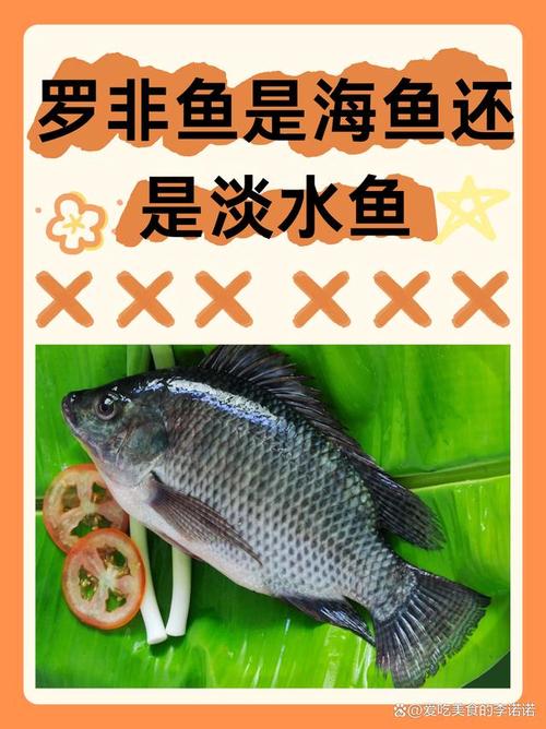 羅非魚生活習性_羅非魚釣具搭配_野釣羅非魚凍餌加什么