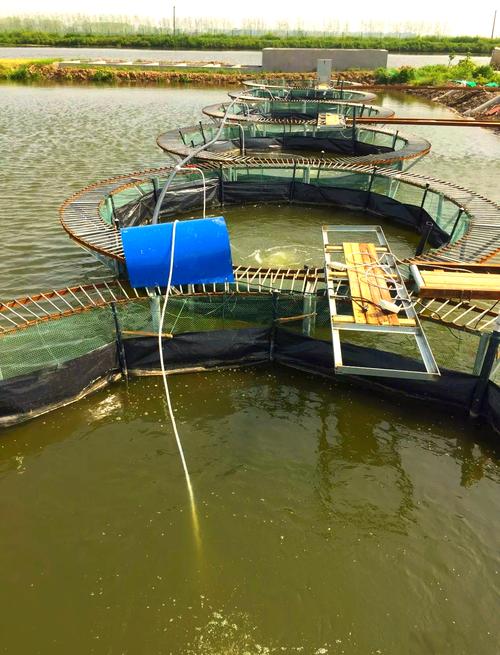 黃鱔網箱養殖技術_黃鱔養殖網箱架設掛箱有何要求?_黃鱔網箱設置方法