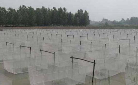 黃鱔養殖網箱架設掛箱有何要求?_黃鱔網箱養殖技術_黃鱔網箱設置方法