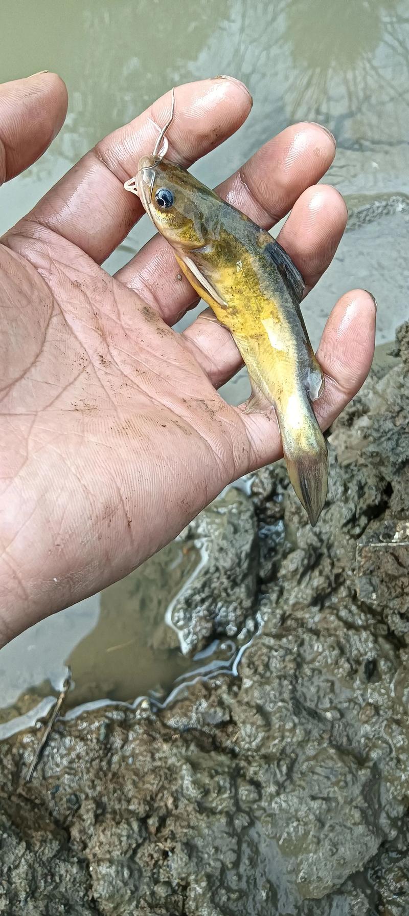 黃顙魚釣法_黃顙魚串鉤技巧_野釣黃顙魚的技巧