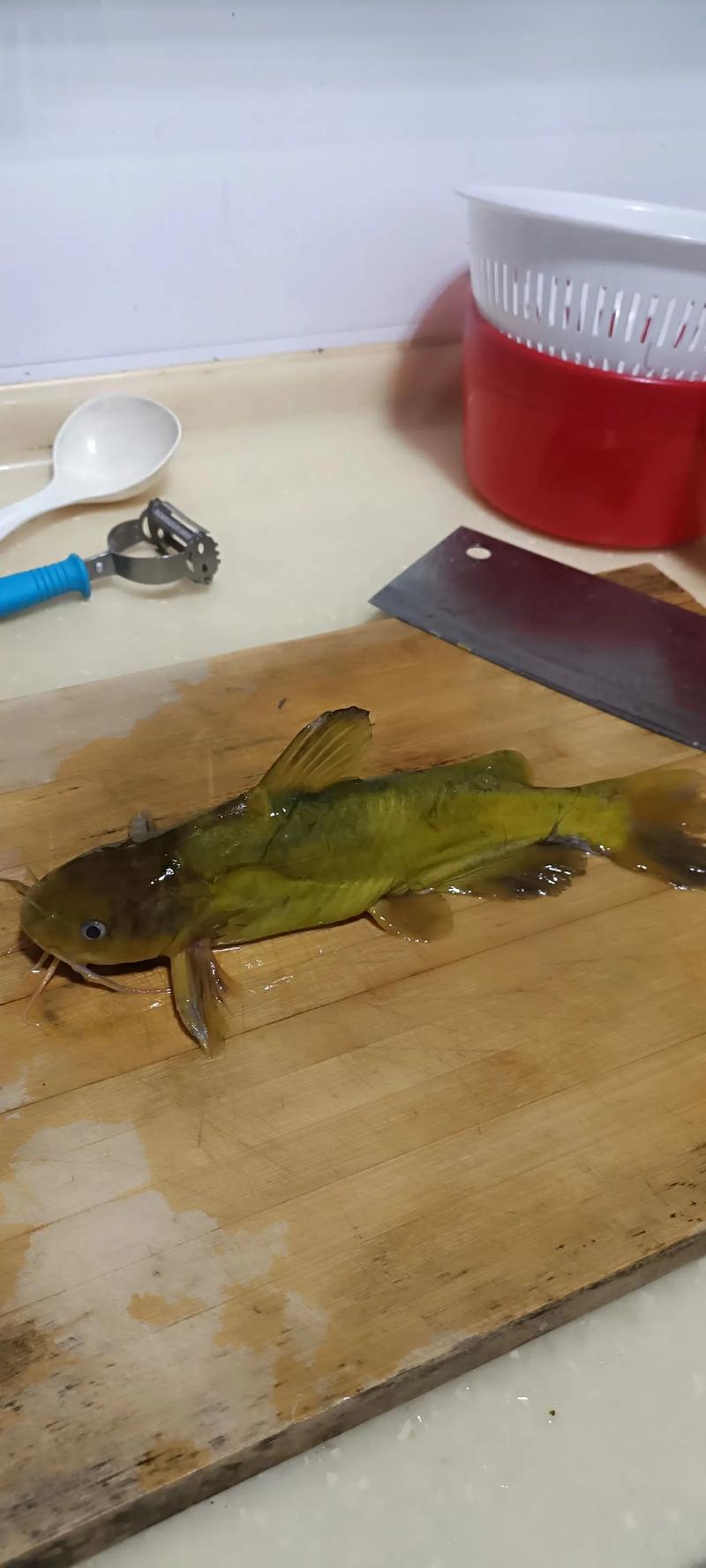 野釣黃顙魚的技巧_黃顙魚釣法_黃顙魚串鉤技巧