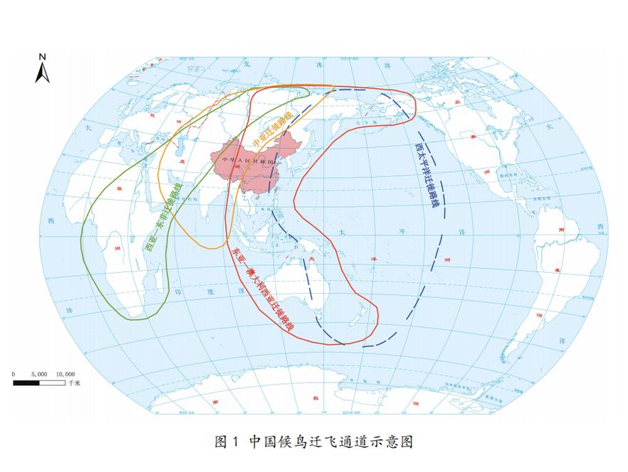 洄游_魚類洄游_洄游路線_魚道與洄游的區別_魚道定義