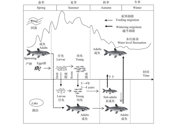 洄游_魚類洄游_洄游路線_魚道定義_魚道與洄游的區別