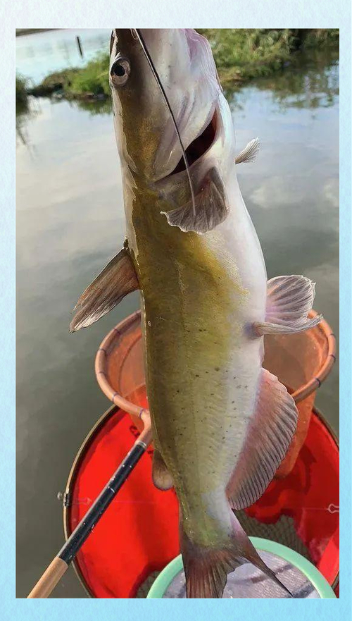 黃骨魚 牛尾巴 長江生態保護_黃尾魚