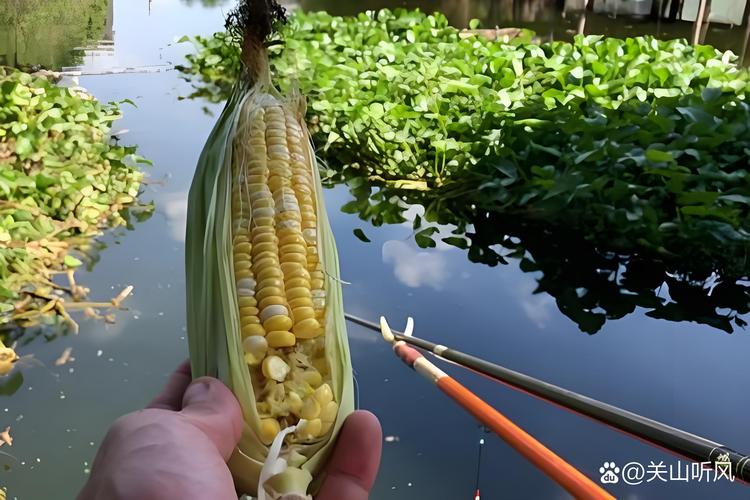 晚上釣草魚用玉米_玉米釣草魚技巧_用嫩玉米夜釣草魚技巧?