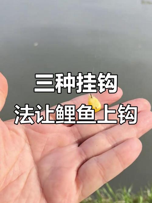 釣鯉魚技巧窩料選擇_用玉米粒釣鯉魚用什么鉤型最好?_釣鯉魚最佳餌料