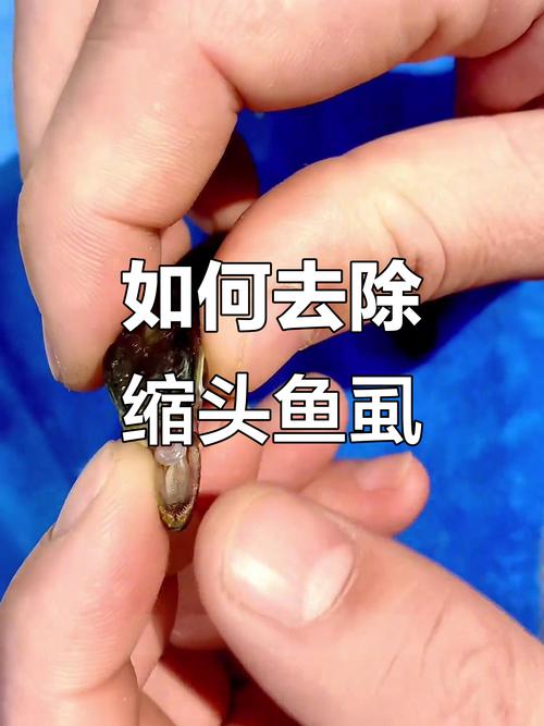 魚舌寄生蟲_縮頭魚虱寄生過程_魚舌頭結構