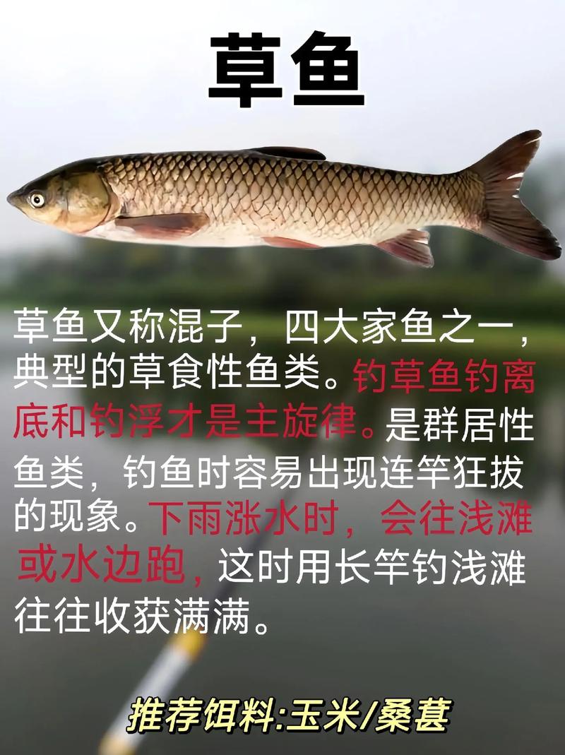 釣草魚技巧_野釣小雜魚多怎么辦_避開小雜魚釣草魚