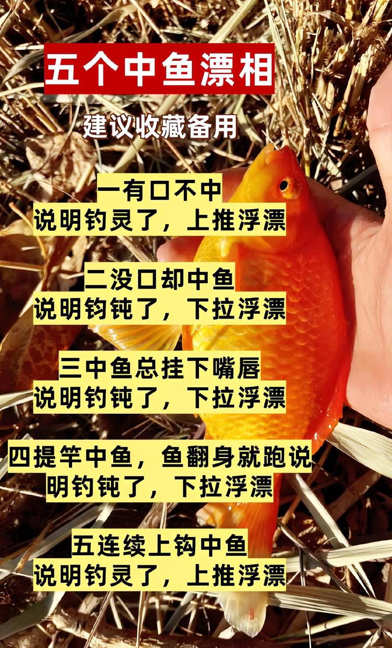 怎樣看漂釣魚鯉魚上鉤跡象_手桿釣魚看漂技巧_怎樣看漂釣魚鯽魚上鉤跡象