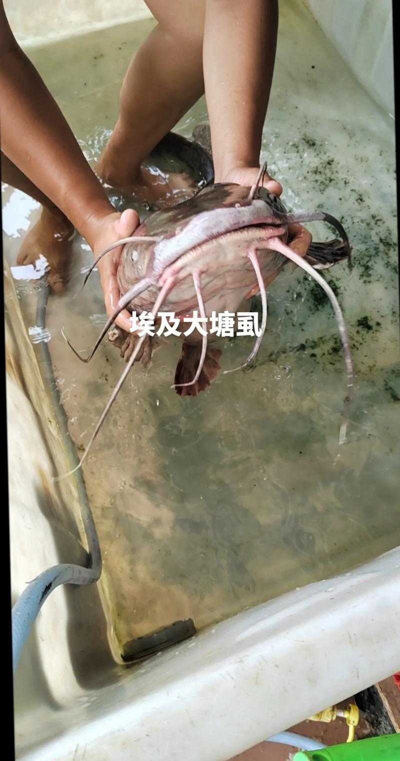 淡水魚養殖市場分析_埃及塘鲺養殖現狀_塘鲺和鯰魚的區別