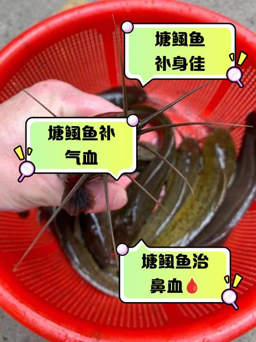 塘鲺是什么_塘鲺魚營養價值_塘角魚做法