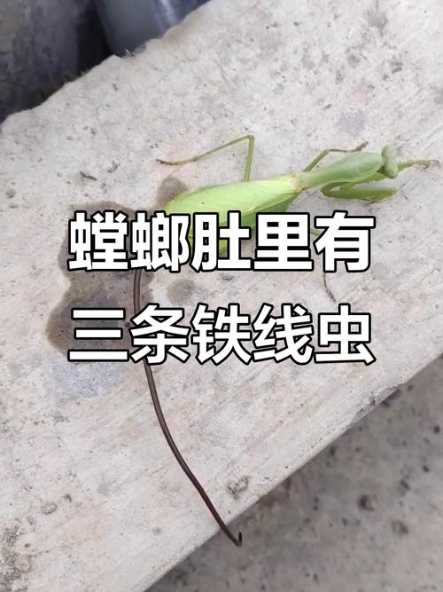 螳螂肚子里的蟲子_鐵線蟲入侵電影 螳螂體內鐵線蟲 鐵線蟲寄生蟲