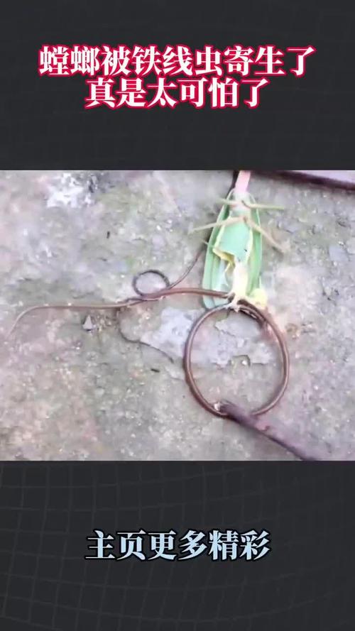 螳螂肚子里的蟲子_鐵線蟲入侵電影 螳螂體內鐵線蟲 鐵線蟲寄生蟲