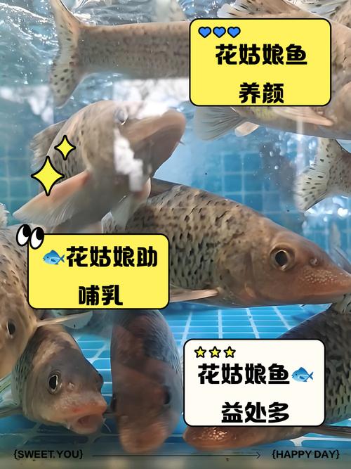季花魚的花指什么_季花魚怎么釣什么食_季花魚名稱由來