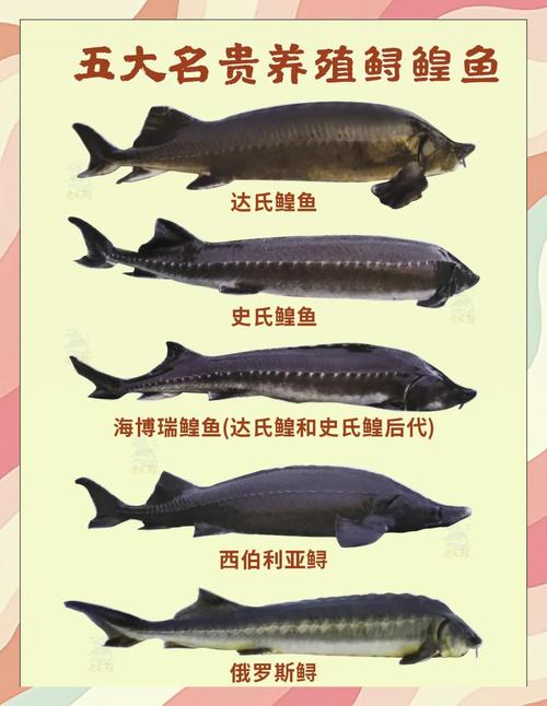 漁民捕獲罕見鱘鰉_個人近期計劃_微信打字九宮格怎么設置