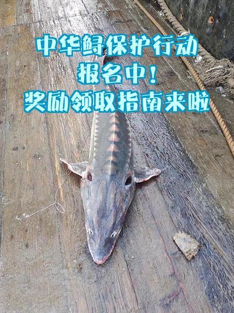 微信打字九宮格怎么設置_個人近期計劃_漁民捕獲罕見鱘鰉