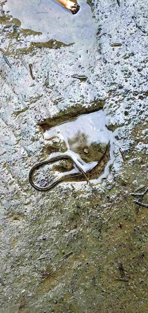 螳螂肚子里的蟲子_螳螂被鐵線蟲寄生真相_鐵線蟲如何控制宿主跳入水中