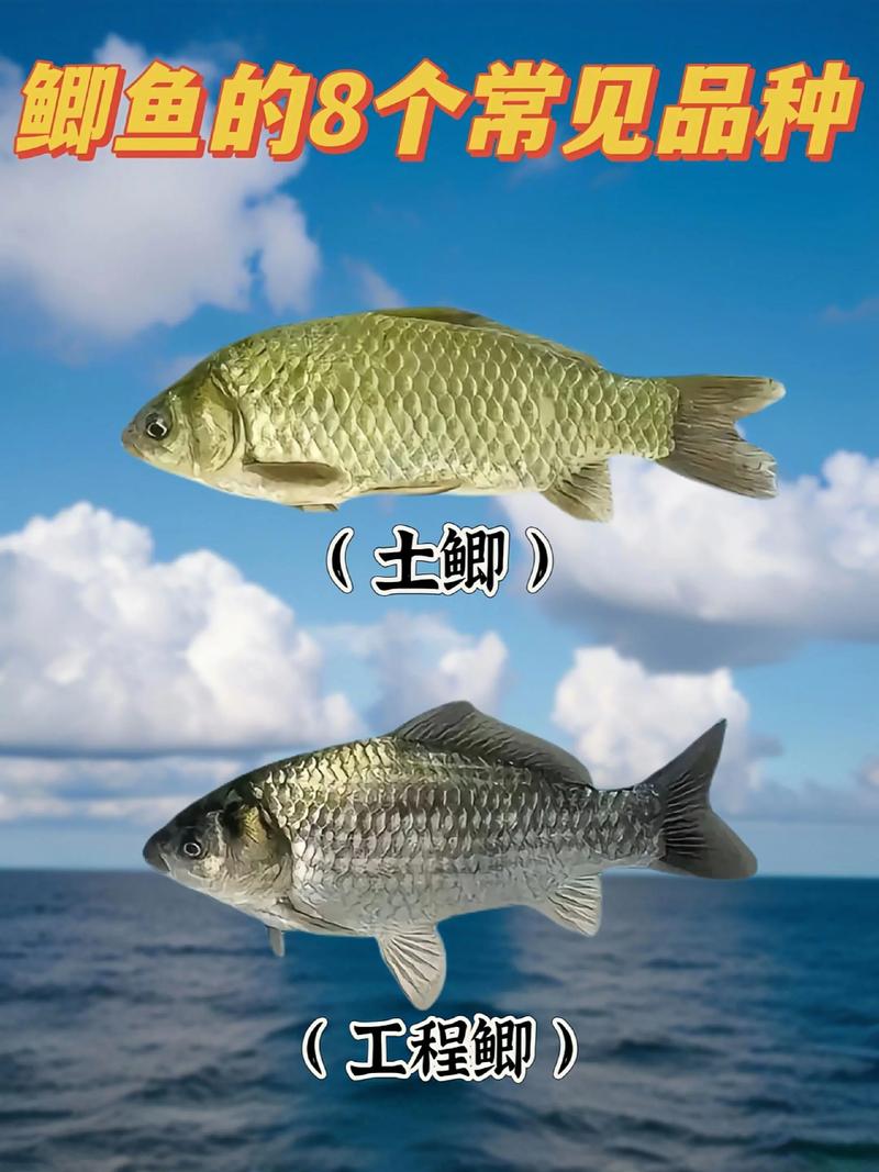 鯽魚產地_鯽魚營養價值_鯽魚養殖方法