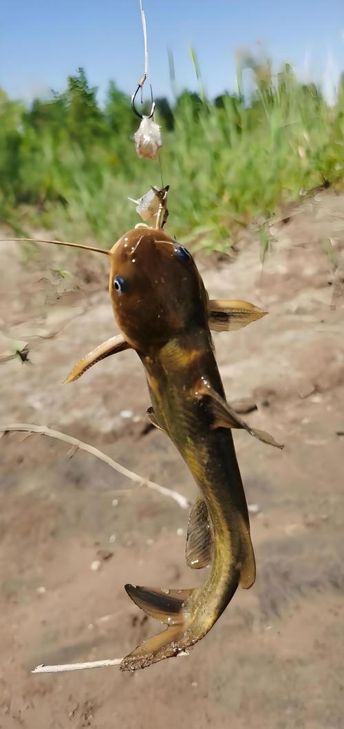 野釣黃辣丁用什么打窩_釣黃辣丁打窩技巧_豬血打窩釣黃辣丁