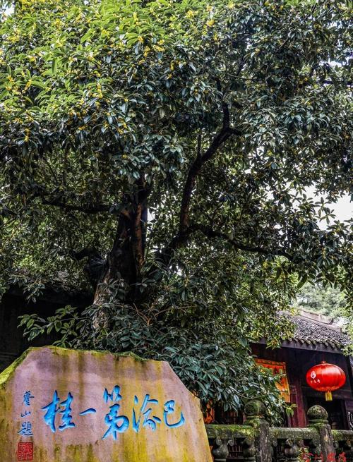 巴渝第一桂國保單位_合川釣魚城護國寺古桂樹_釣魚城古桂樹