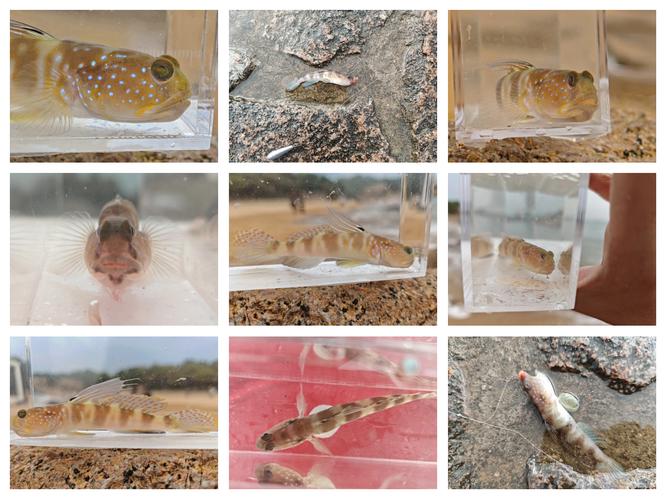 蝦虎魚_蝦虎魚垂釣方法_如何養出好看蝦虎魚_蝦虎魚發色技巧