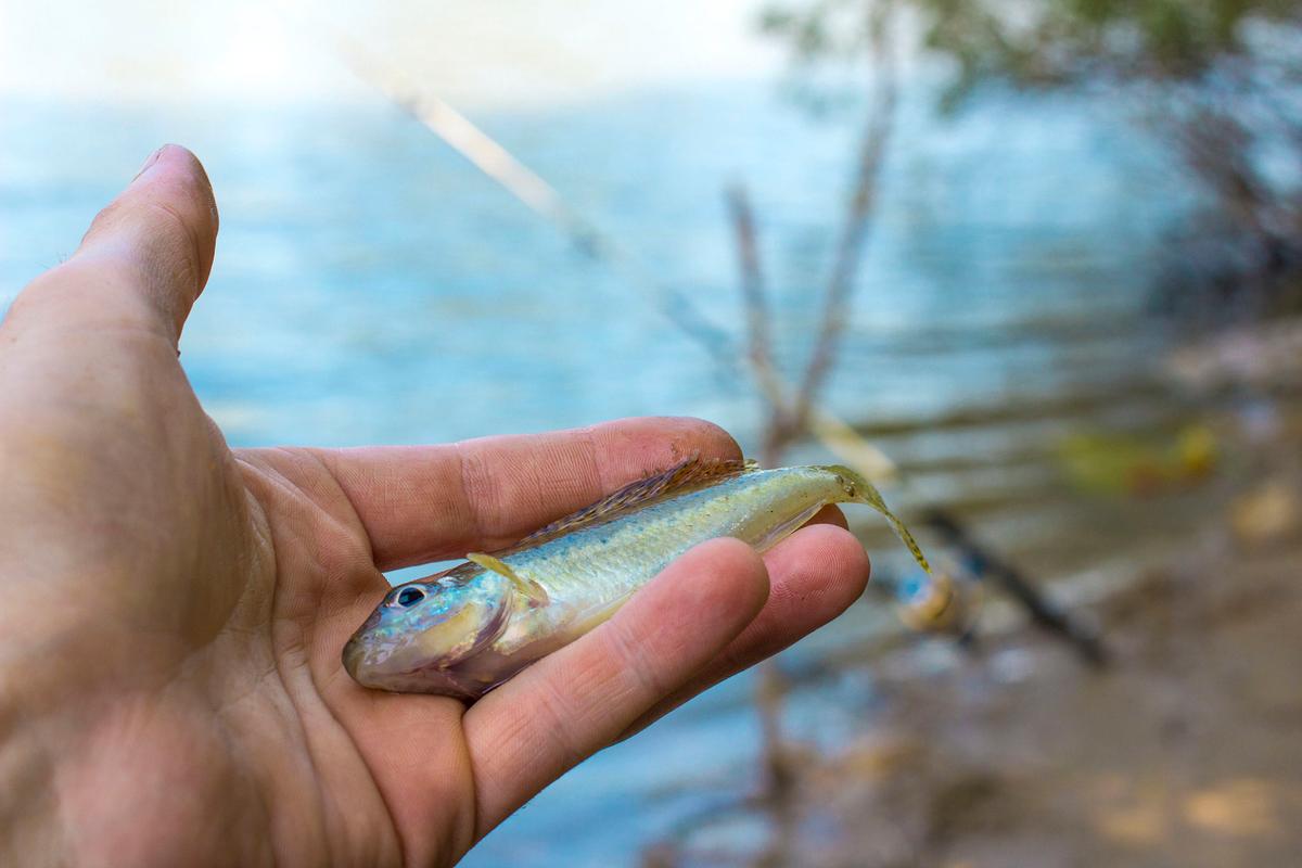 蝦虎魚原生環境模擬_養蝦虎魚發色技巧_蝦虎魚-好釣魚