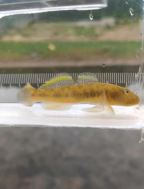 蝦虎魚-好釣魚_蝦虎魚原生環境模擬_養蝦虎魚發色技巧