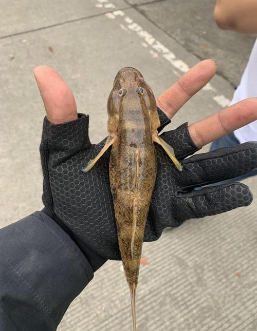 蝦虎魚-好釣魚_蝦虎魚原生環境模擬_養蝦虎魚發色技巧