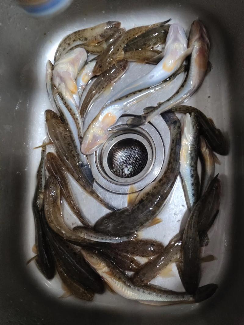 蝦虎魚民間故事_蝦虎魚文化象征意義_蝦虎魚_蝦虎魚垂釣方法