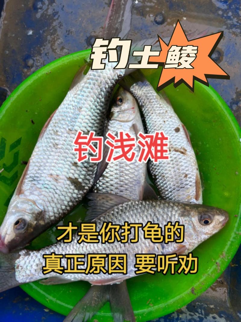 釣土鯪魚最佳時間_釣土鯪魚釣具搭配_土鯪魚的釣法